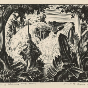 Edge of Clearing, Congo Forest