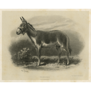 Hemione (Jardin d'Acclimatation)